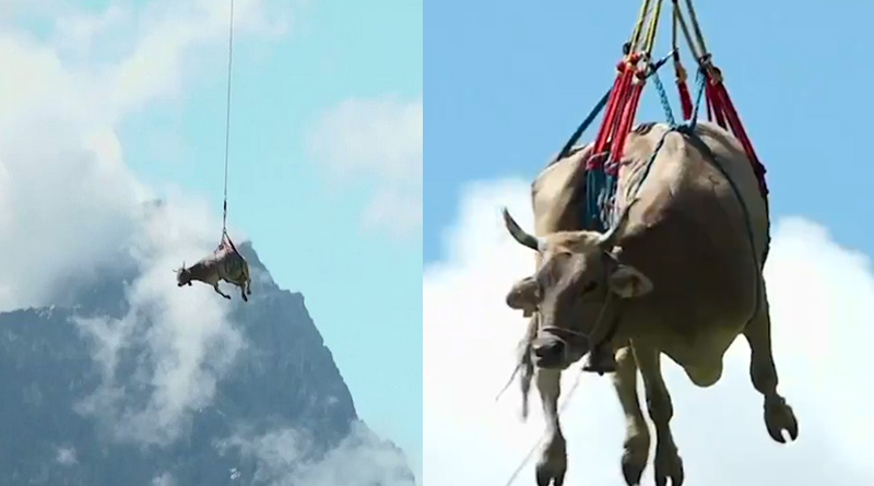 Farmer-Airlifts-Injured-Cow
