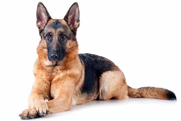 German Shepherd