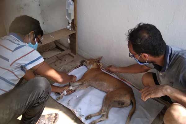 Stray dog
