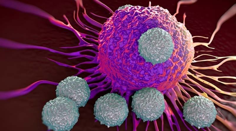 T-Cells that made during normal cough and cold in human body may fight with Coronavirus