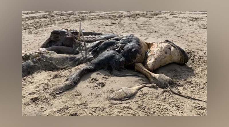 Mysterious 15-Foot Creature's dead body Found On Beach, Leaves everyone Stunned