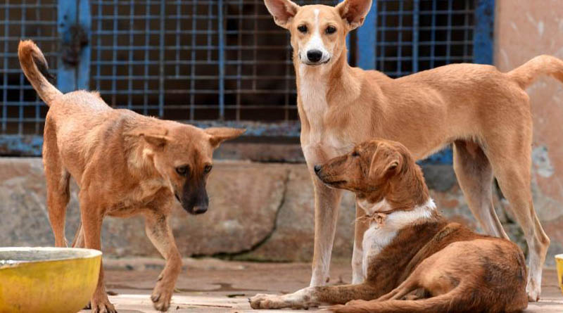 Mumbai Vegetable Vendor arrested for abusing more than 30 Dogs, Sorry Sheru Trends on Twitter | Sangbad Pratidin