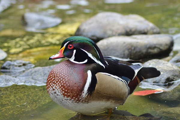duck-2