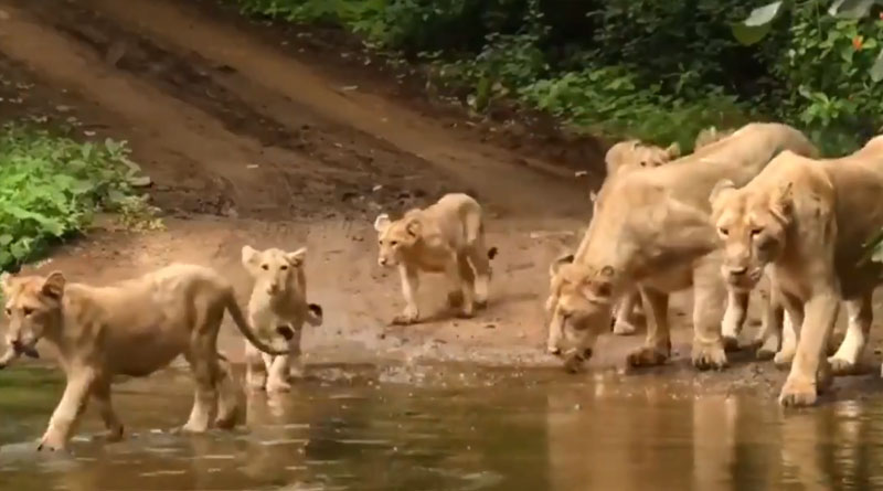 World Lion Day: A pride of lioness with their babies stop at the waterhole, majestic video goes viral