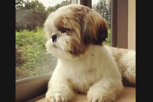shih tzu