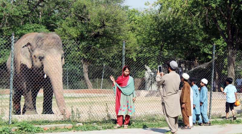 Around 500 animals go ‘missing’ from zoo in Pakistan
