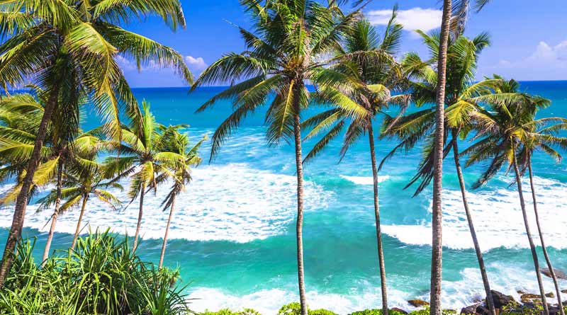 Sri Lankan Minister climbed coconut tree to address people | Sangbad Pratidin