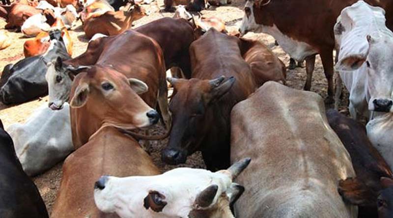 Cow science exam postponed after Aayog chief’s exit | Sangbad Pratidin