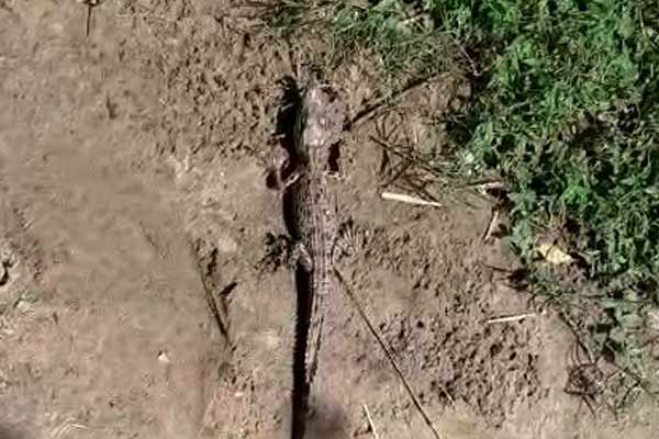 Crocodile-2