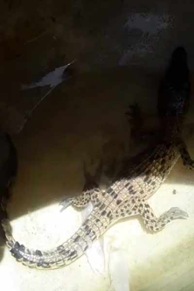 Crocodile-3