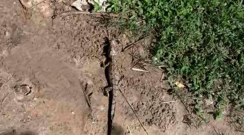 A rare crocodile caought by a fisherman in Purba Medinipore