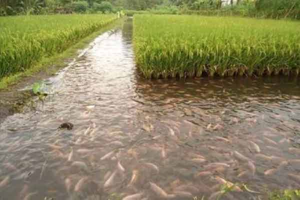 Fish-cultivation