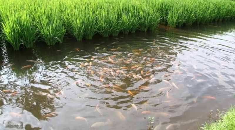 Paddy fish cultivation Purulia Nituria block