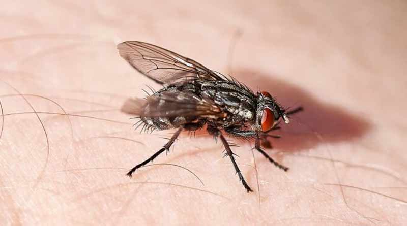 Many people of Bagda flee from house after fed up of flies | Sangbad Pratidin