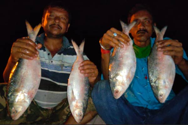 Hilsa