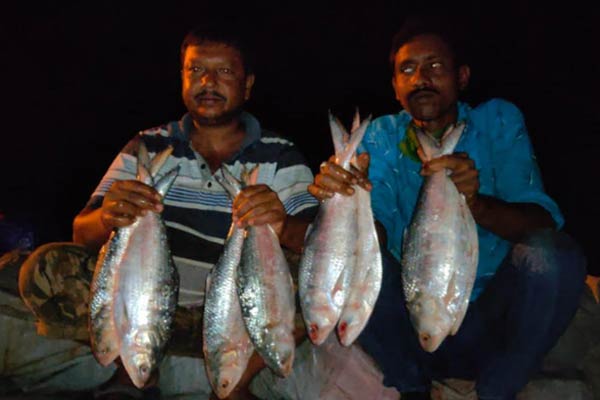 Hilsa