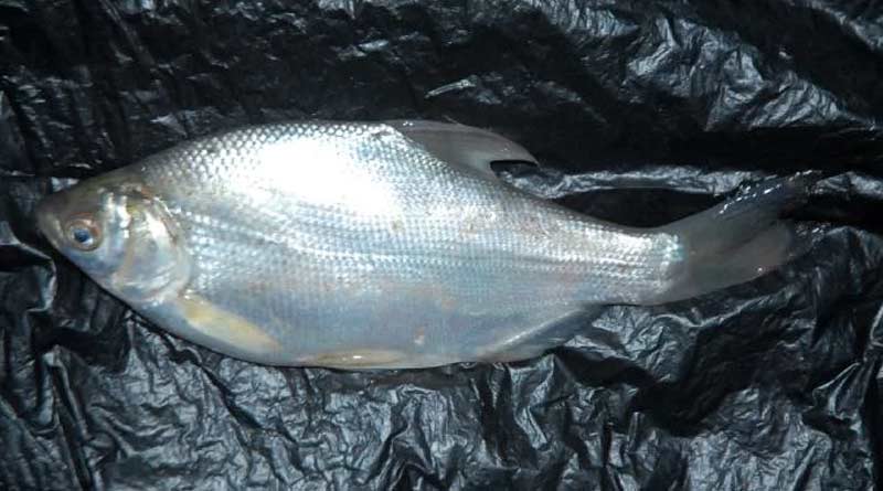 Manipuri Hilsa pengba fish to cultivates in West Burdwan