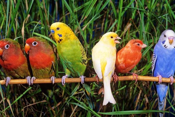 Birds