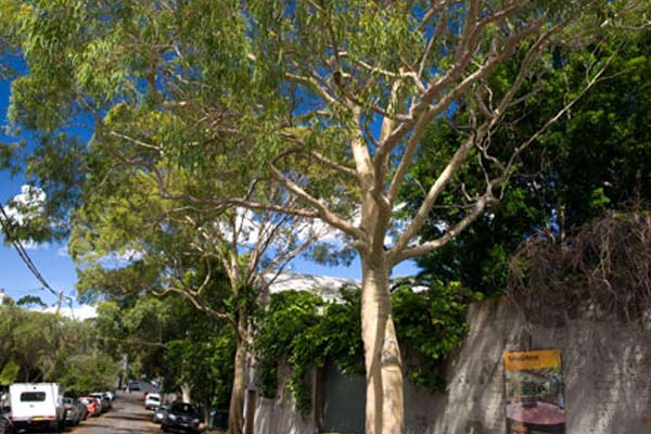 Tree1