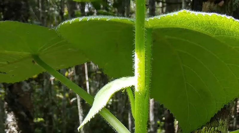 Scientists found stinging trees with 'scorpion-like venom' in Australia| Sangbad Pratidin
