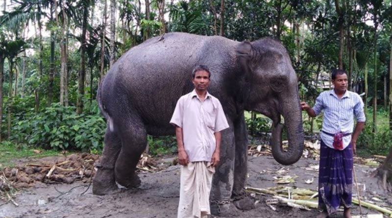Farmer sold his land and gifted his wife an elephant in Bangladesh। Bangla news। Sangbad Pratidin