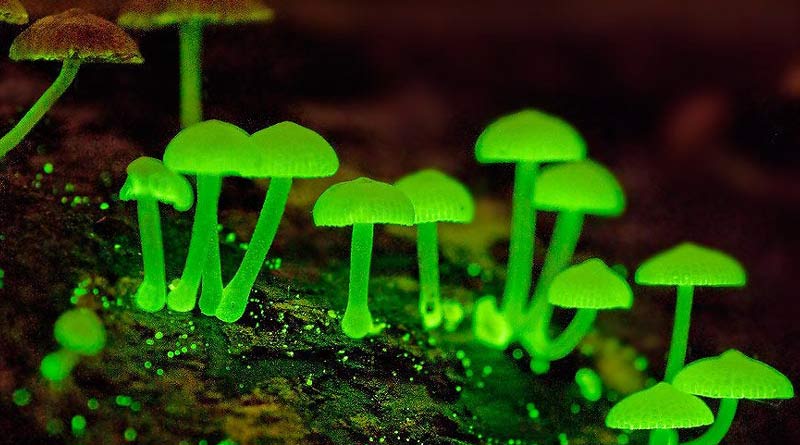 Bio-luminescent mushrooms spreads light in Goa’s forest