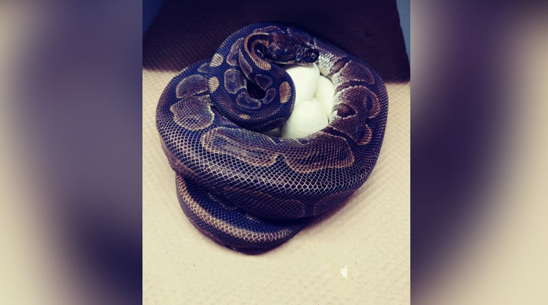 62-year-old python lays 7 eggs without male help