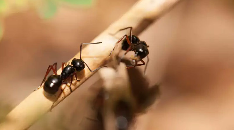 Bangla News: Here are some homely method to get rid of ants ।Sangbad Pratidin