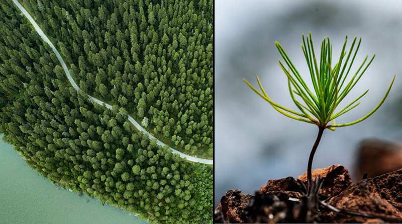 China's forests reduces carbon emission more than expected| Sangbad Pratidin