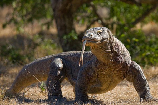 Komodo-dragon