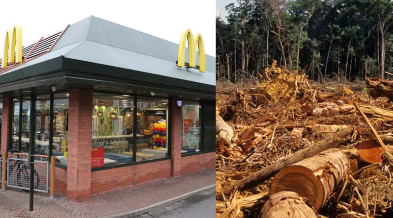 McDonald's is among the food firms urging tougher deforestation rules to UK Govt.| Sangbad Pratidin