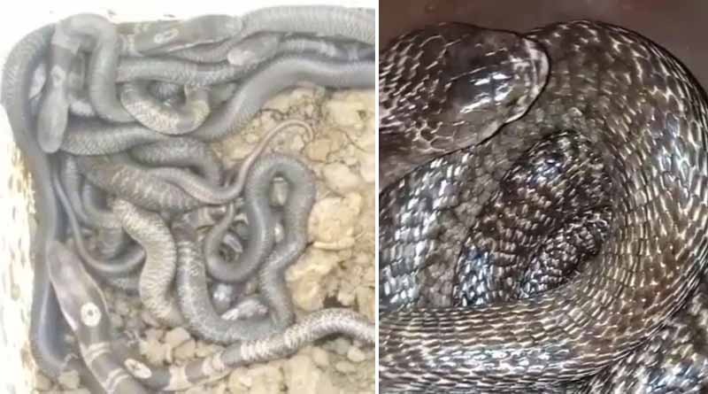 Bengali News: Atleast 27 poisonous snakes found into an abundant drum of a family in South 24 PGS | Sangbad Pratidin