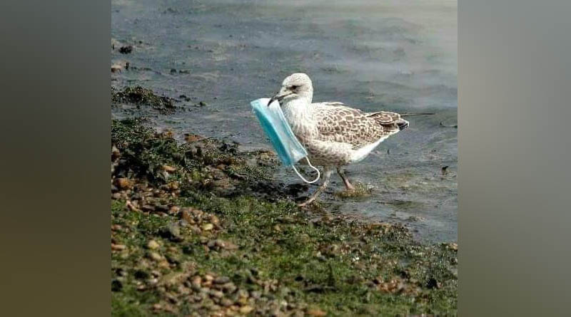Photo of bird carrying face mask in beak goes viral, enrages netizens | Sangbad Pratidin‌‌