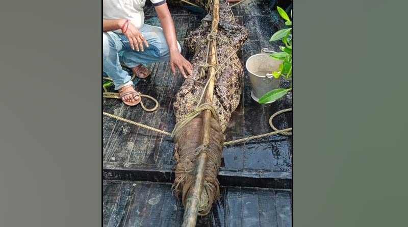 A woman is scared to see a crocodile | Sangbad Pratidin