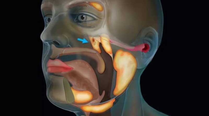 Scientists discover new organ in the human throat while studying prostate cancer | Sangbad Pratidin