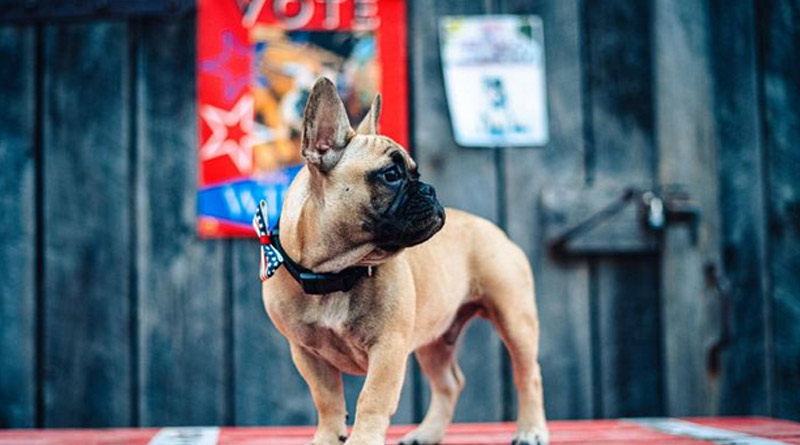 US Town Elects French Bulldog As Mayor। Sangbad Pratidin