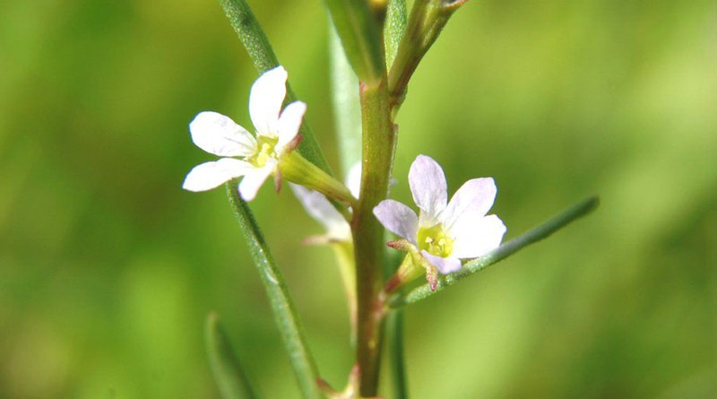 'Reborn' of rare plant at Norfolk,UK abandoned pond after a century| Sangbad Pratidin
