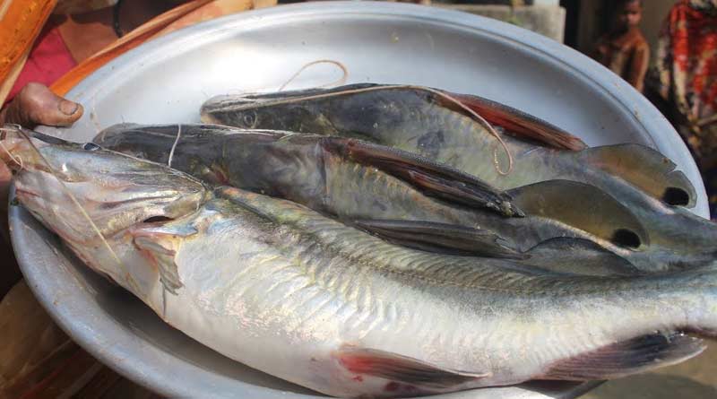 Fisheries Department take a new initiative for people 