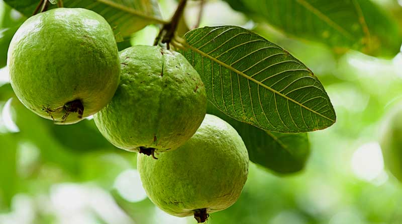 Here is how to keep flies off from fruits