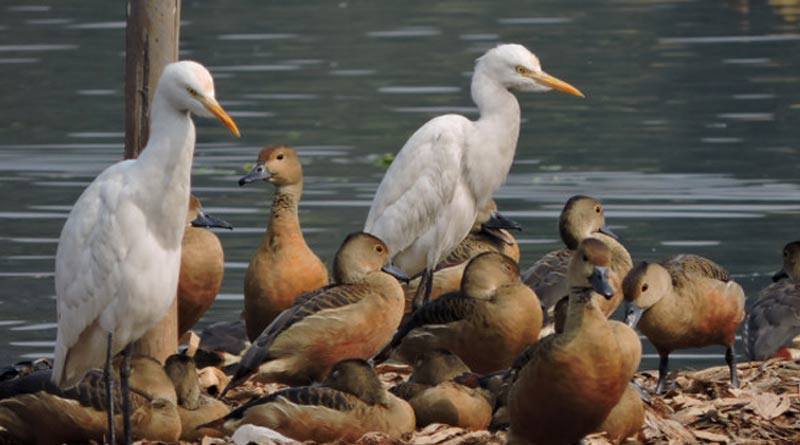 Migratory Birds gather at Santragachhi jheel this year from early winter like few years back