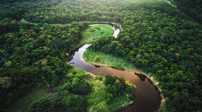 The most trees have been cut down in the Amazon during the Bolsonero era, according to statistics