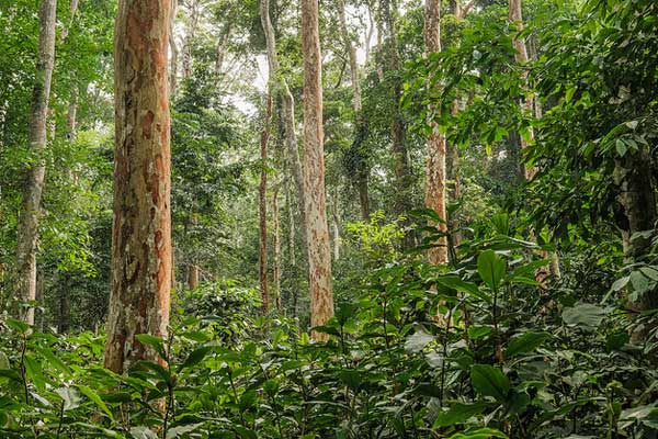 Congo Forest