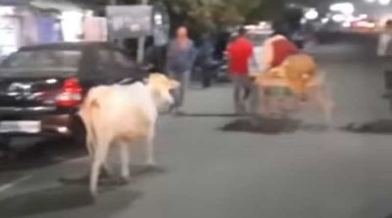 Mother cow runs after injured calf being taken to veterinary hospital in Odisha, heartwarming video goes viral | Sangbad Pratidin