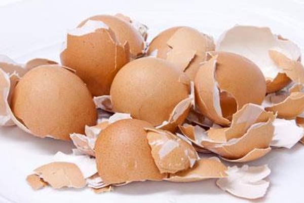 Egg shells