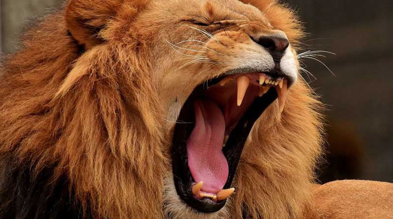 2 lions maul 17-year-old girl to death in Gujarat, feast on her body parts