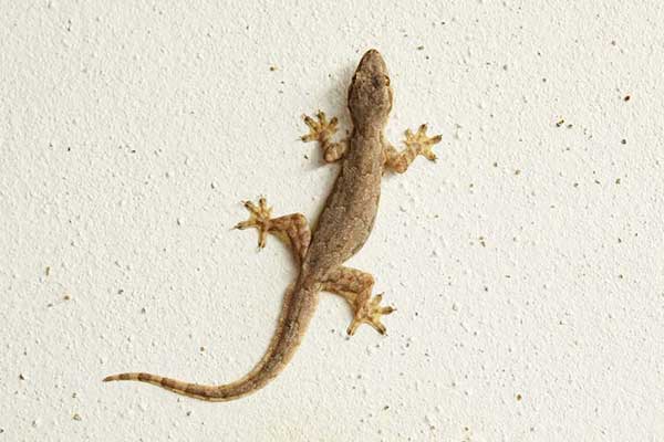 Lizard