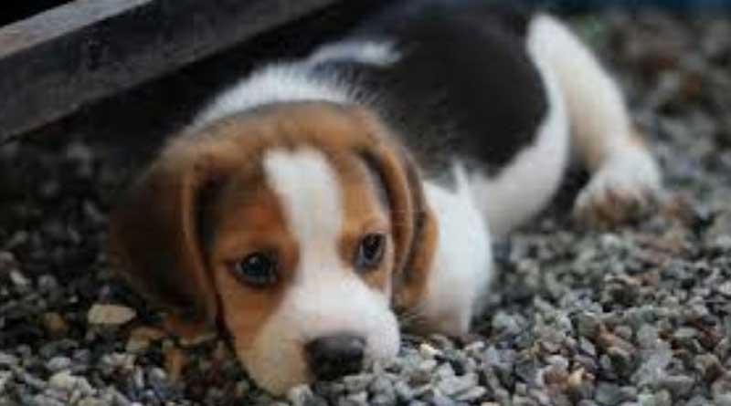 Three month old puppy beheaded in Mumbai's Dahisar, FIR lodged | Sangbad Pratidin