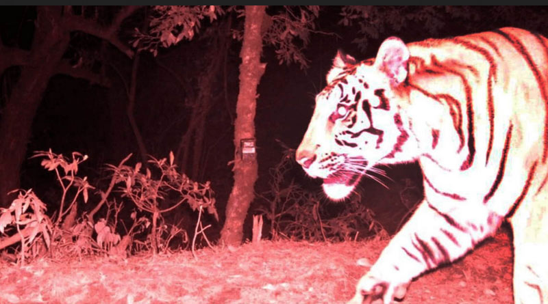Tiger spotted above 3,000 m altitude for first time in Nepal। Sangbad Pratidin
