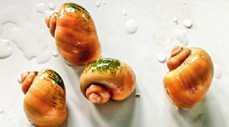 Colouring snails farming in Tamluk ।Sangbad Pratidin