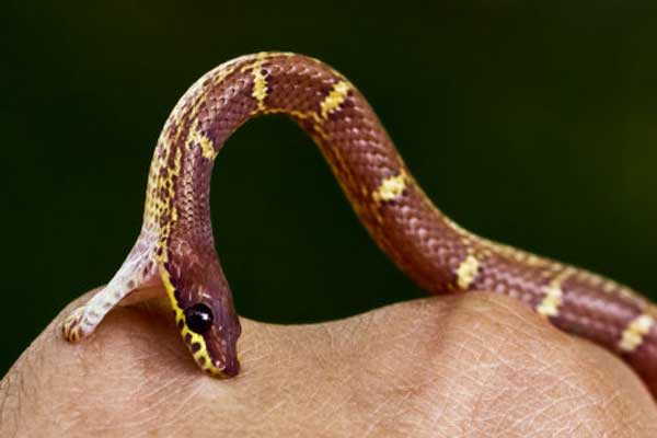 Snakebite
